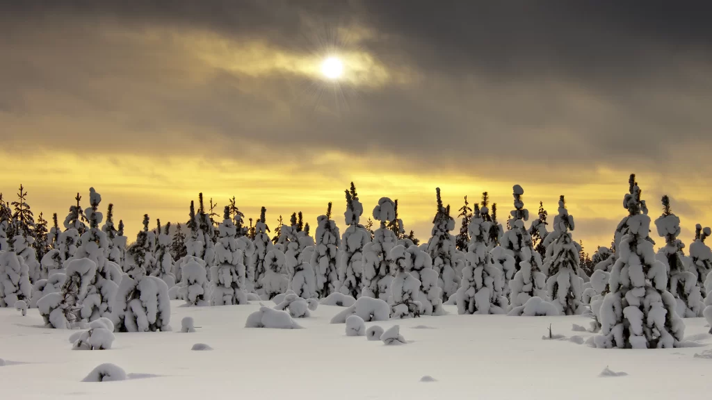 snow trees sun sky winter landscape