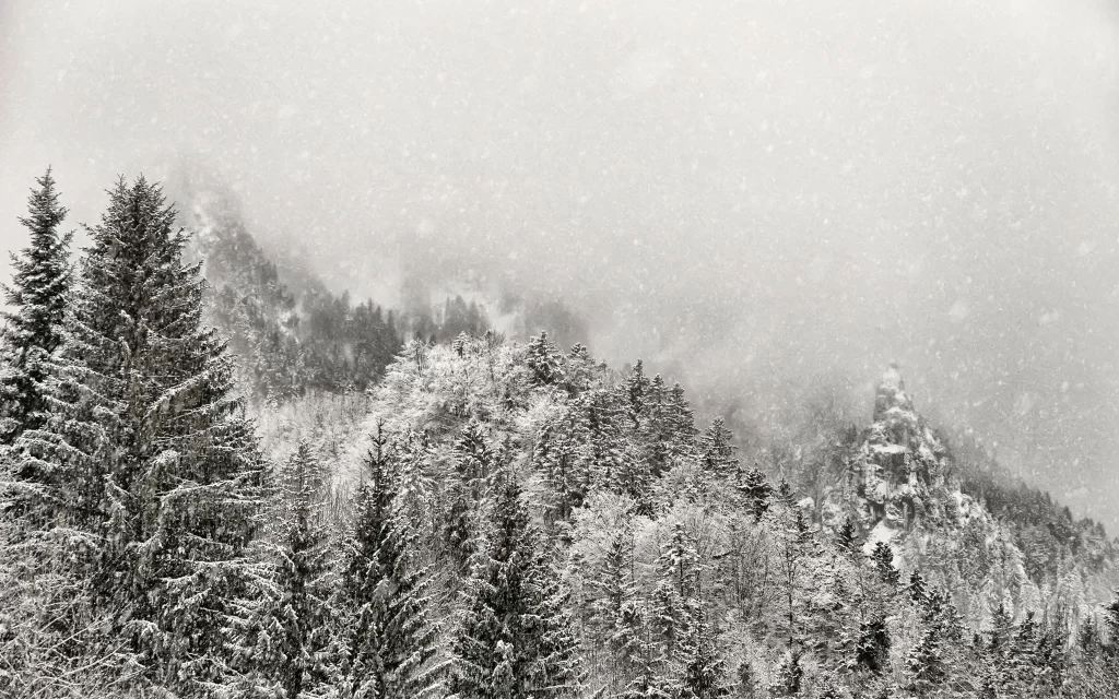 snow trees winter landscape fog nature
