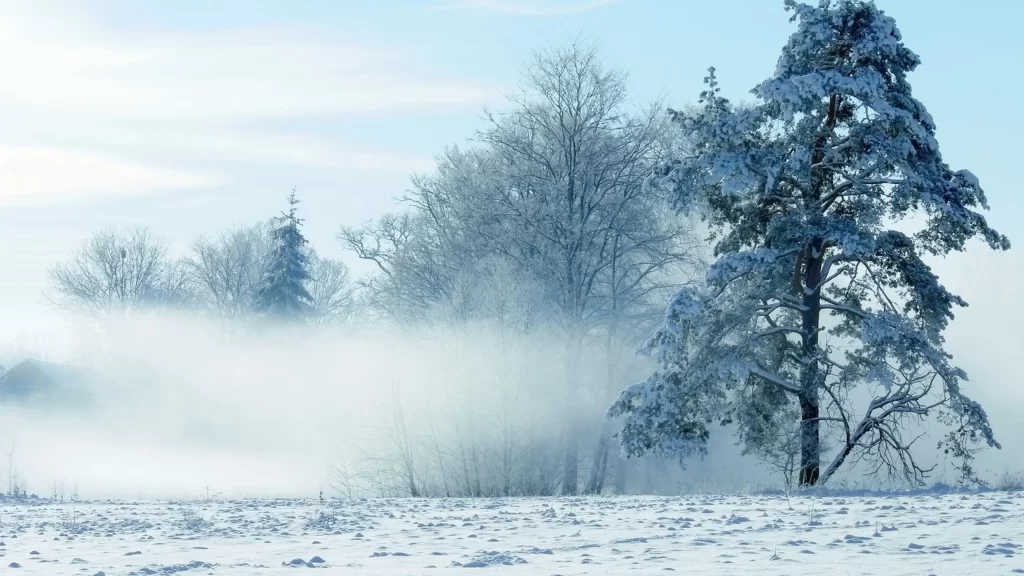 snow winter trees landscape
