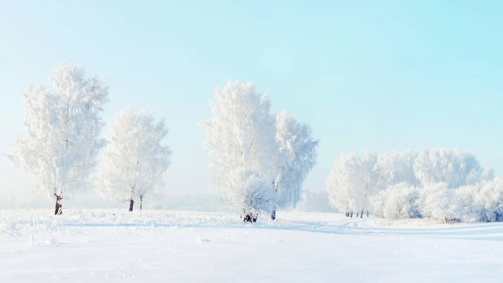snow winter trees landscape serene