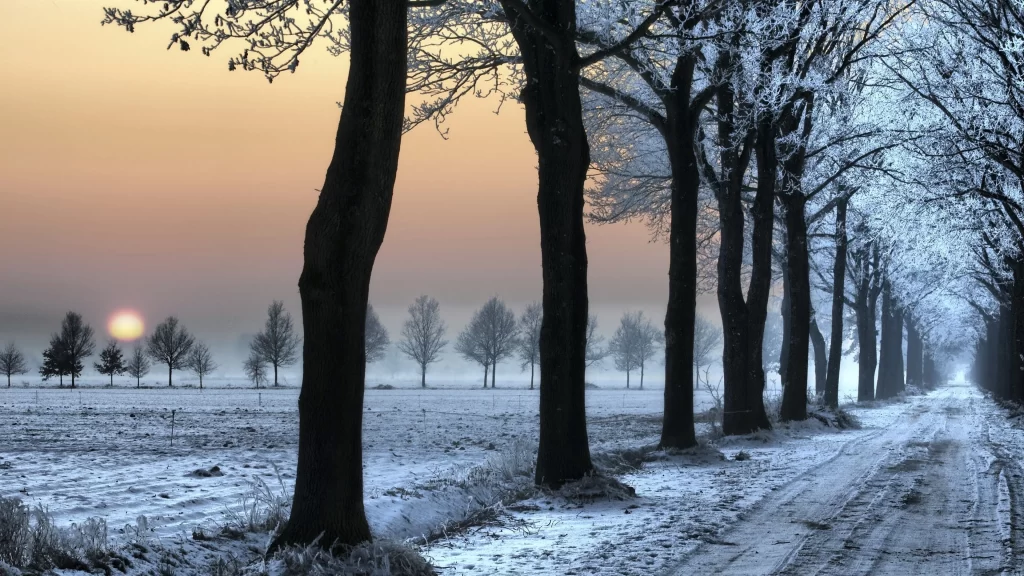 snow winter trees sunset path