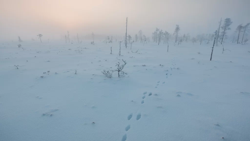 snowy landscape footprints trees winter fog