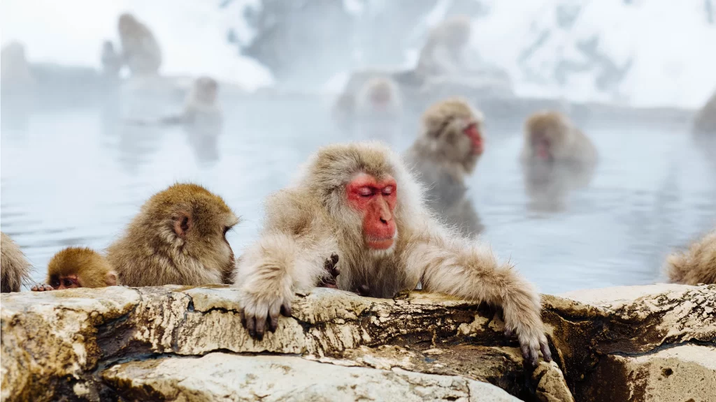 Snowy Landscape Hot Spring Monkeys Relaxation Nature