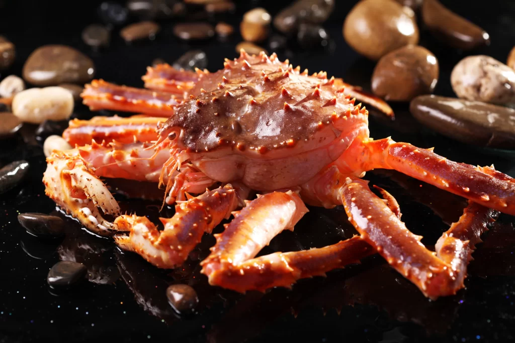 Spiny Crab Reddish Shell Dark Background