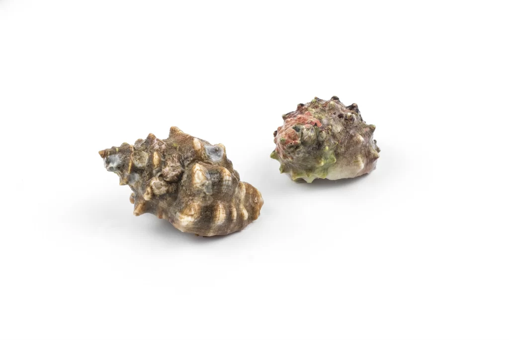 Spiny Lobster Shell Brown Green