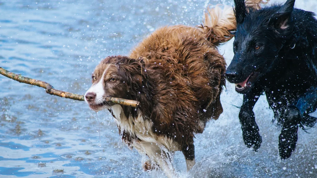 Splashing Water Dogs Stick Playful Joy
