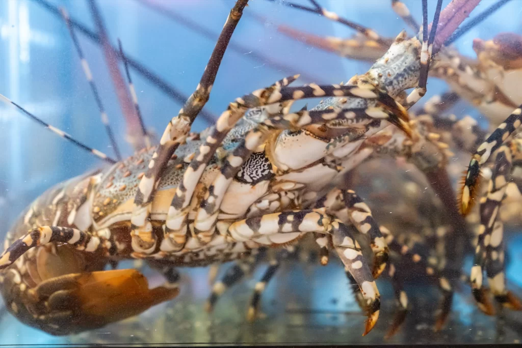 Spotted Lobster Brown Shell Blue Background