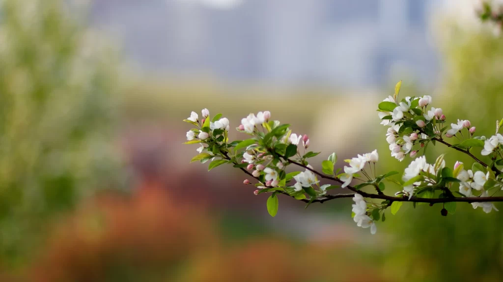 spring blossoms nature flowers branch green leaves