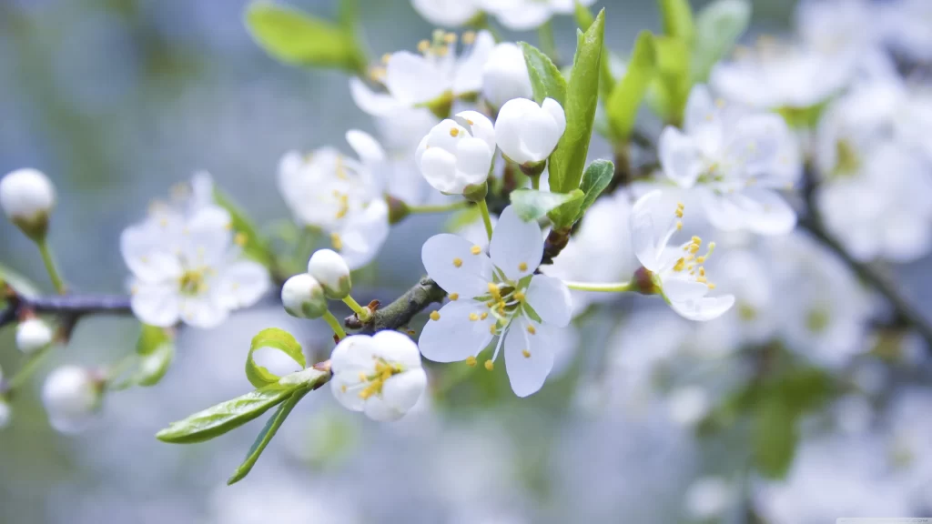 spring blossoms white flowers green leaves branch