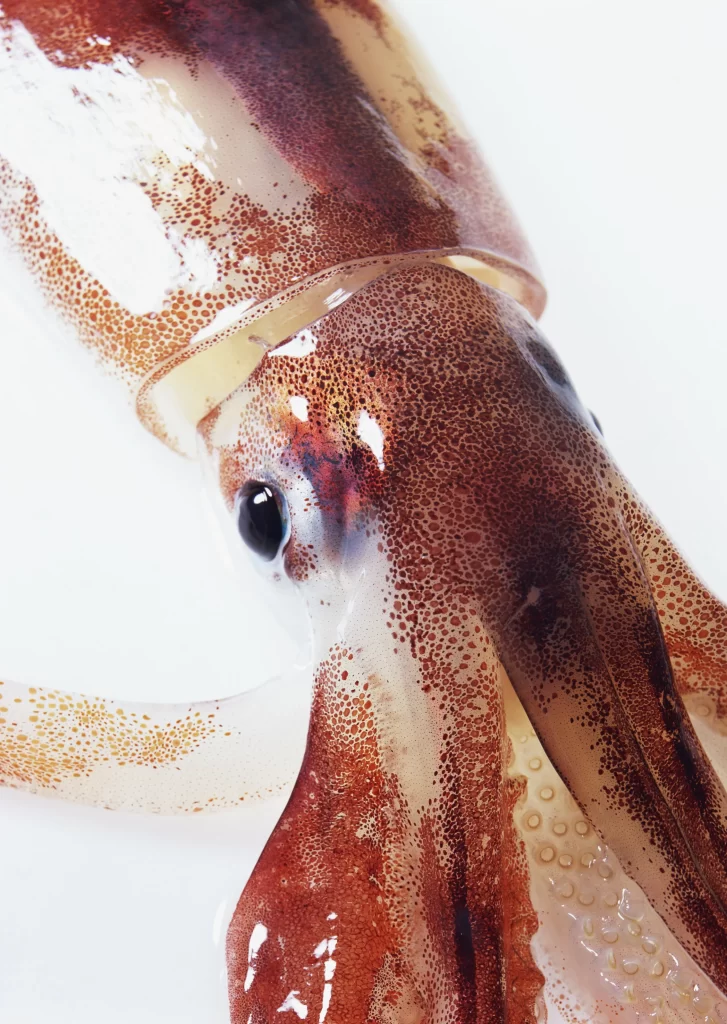 Squid Brown Spotted Tentacles White Background