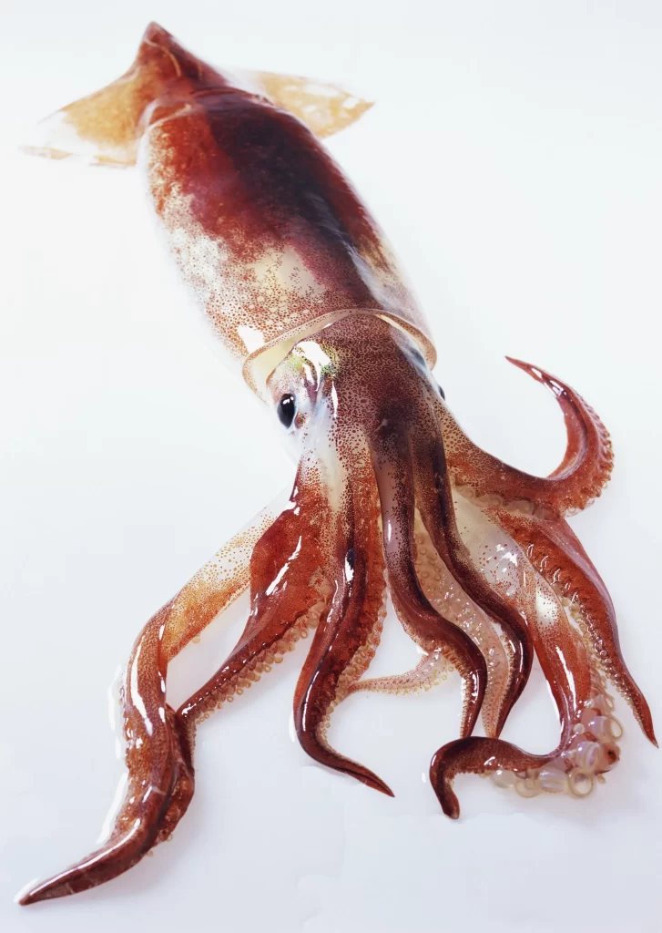 Squid Fresh Brown Tentacles