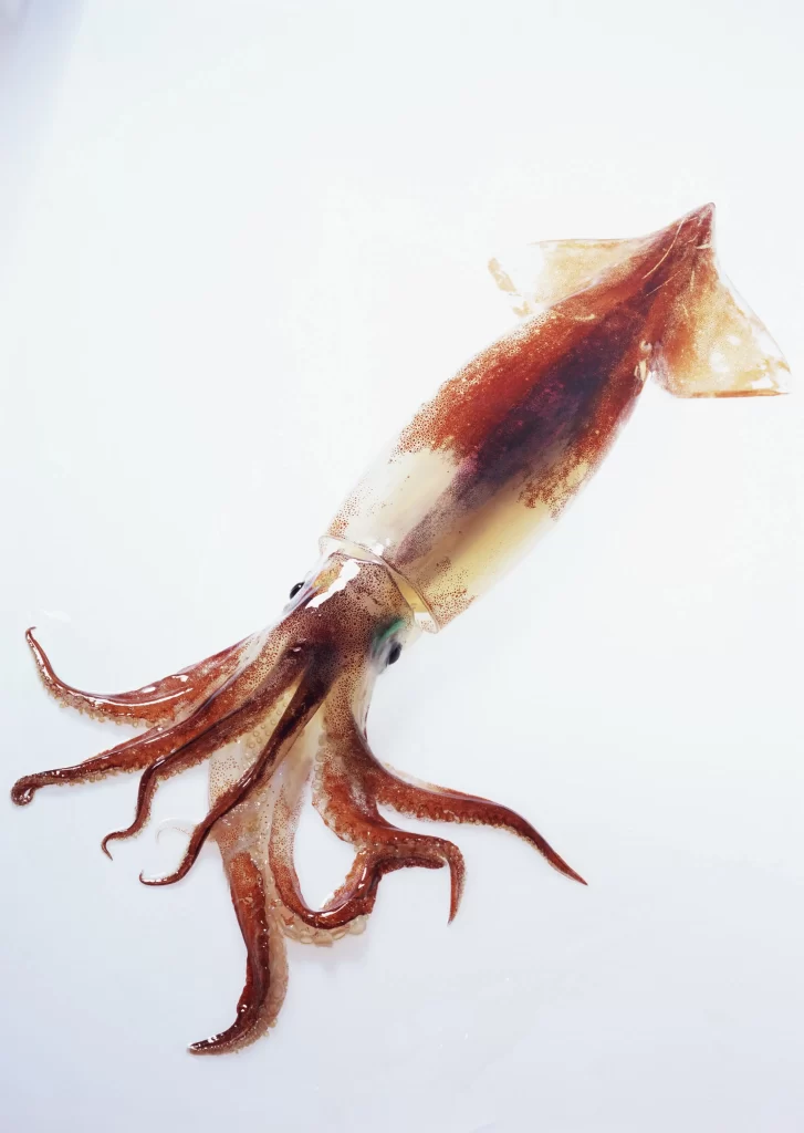 Squid Fresh Brown Tentacles White Background