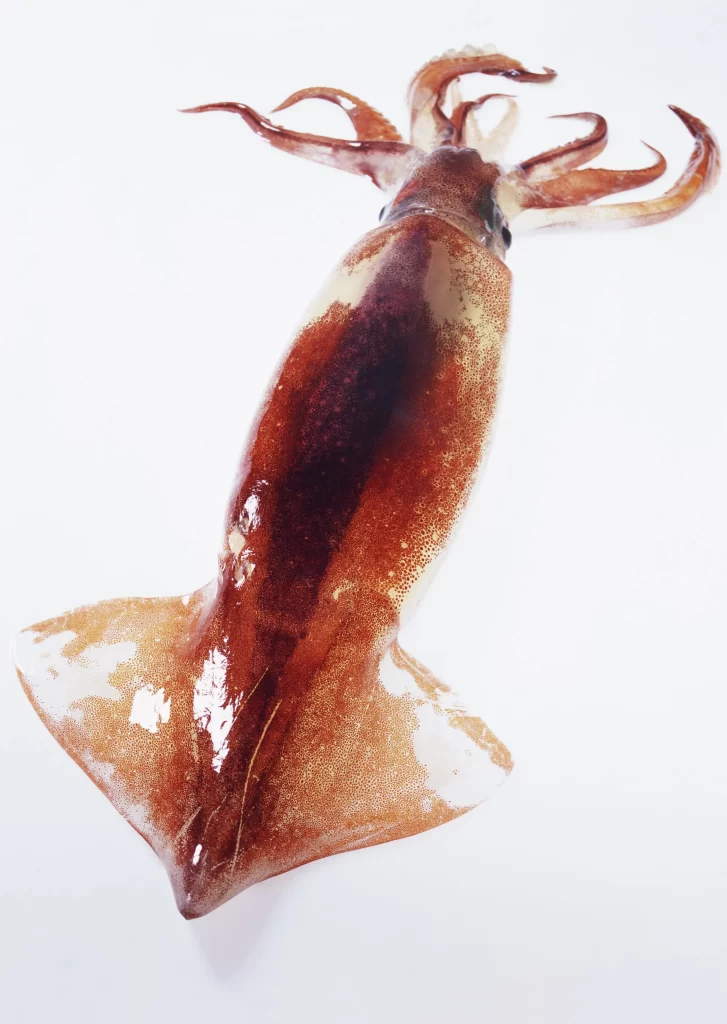 Squid Fresh Brown White Background
