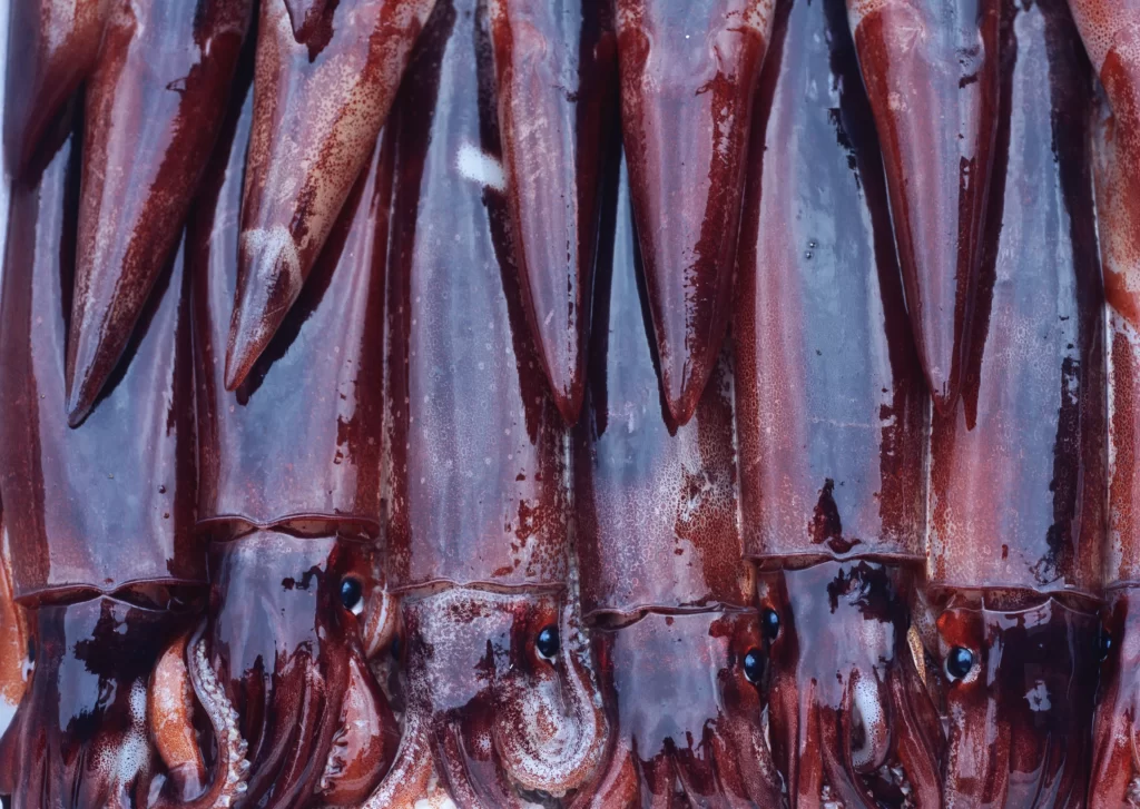 Squid Fresh Reddish-brown Wet Surface