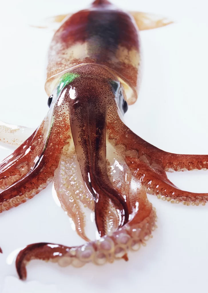 Squid Tentacles Brown Translucent White Background
