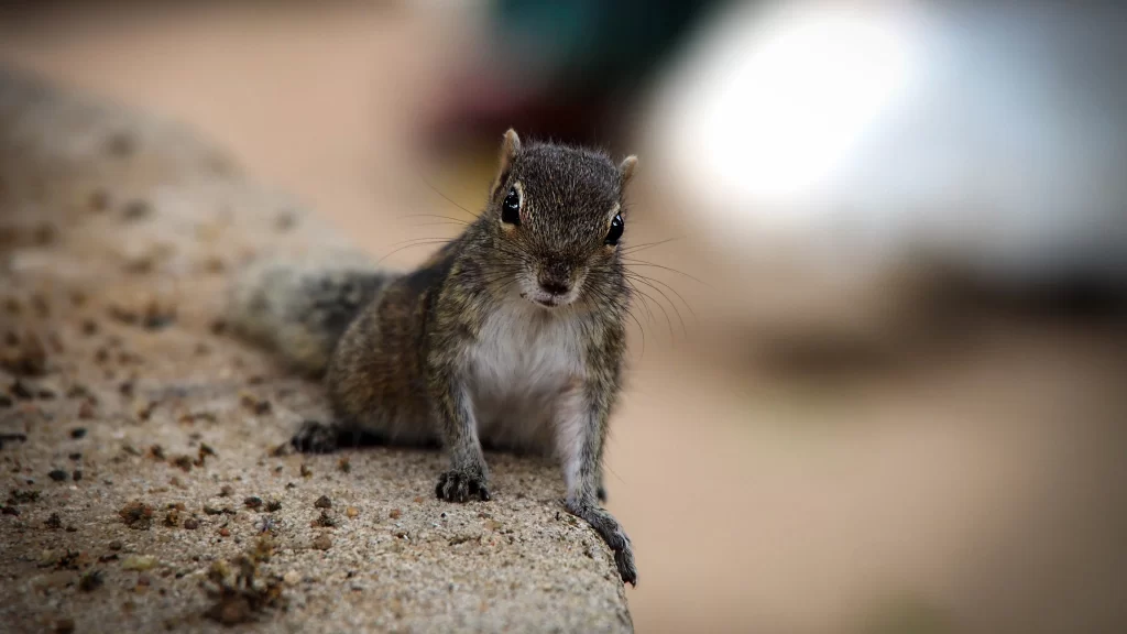 Squirrel Curious Nature Close-up Wildlife