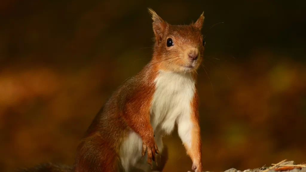 Squirrel Forest Autumn Leaves Nature Wildlife
