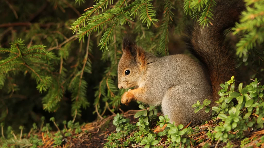 Squirrel Forest Greenery Nature Sunlight Bushes