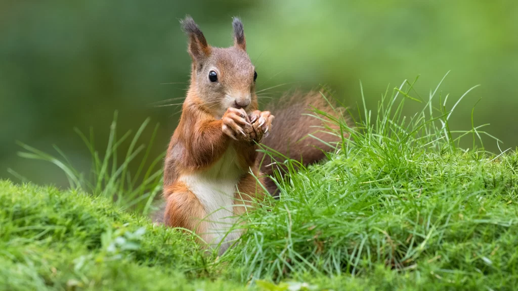 Squirrel Green Grass Forest Nature Nut