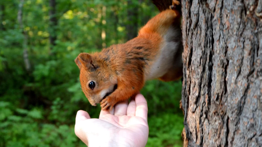 Squirrel Hand Forest Tree Bark Nature