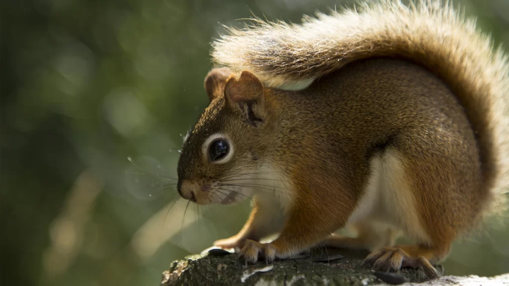 Squirrel Nature Forest Sunlight Tail Fur