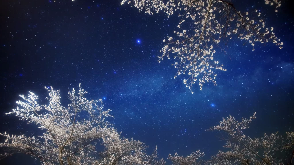 stars night sky cherry blossoms Milky Way branches celestial bodies