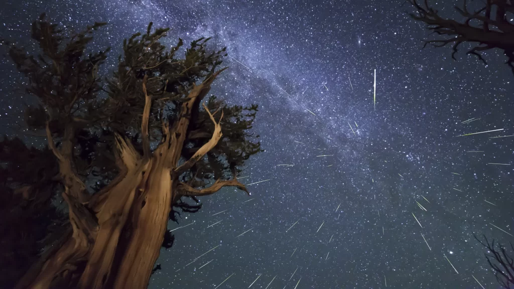 stars night sky tree Milky Way meteor shower long exposure