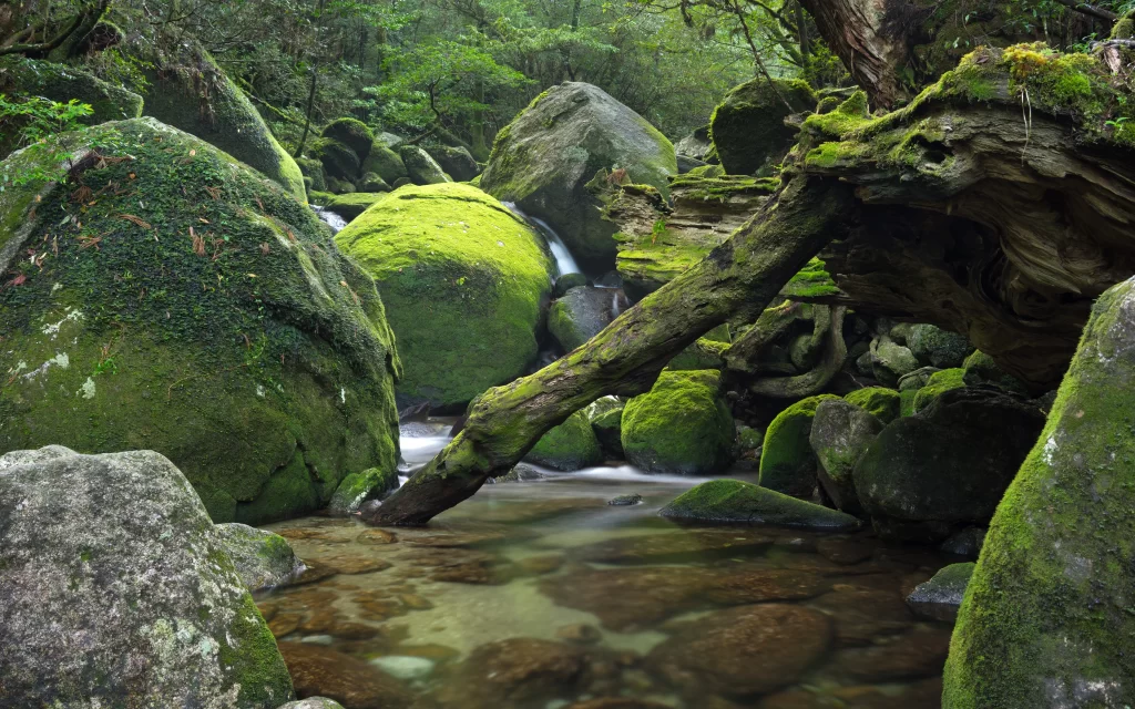 stream mossy rocks forest greenery tranquil nature