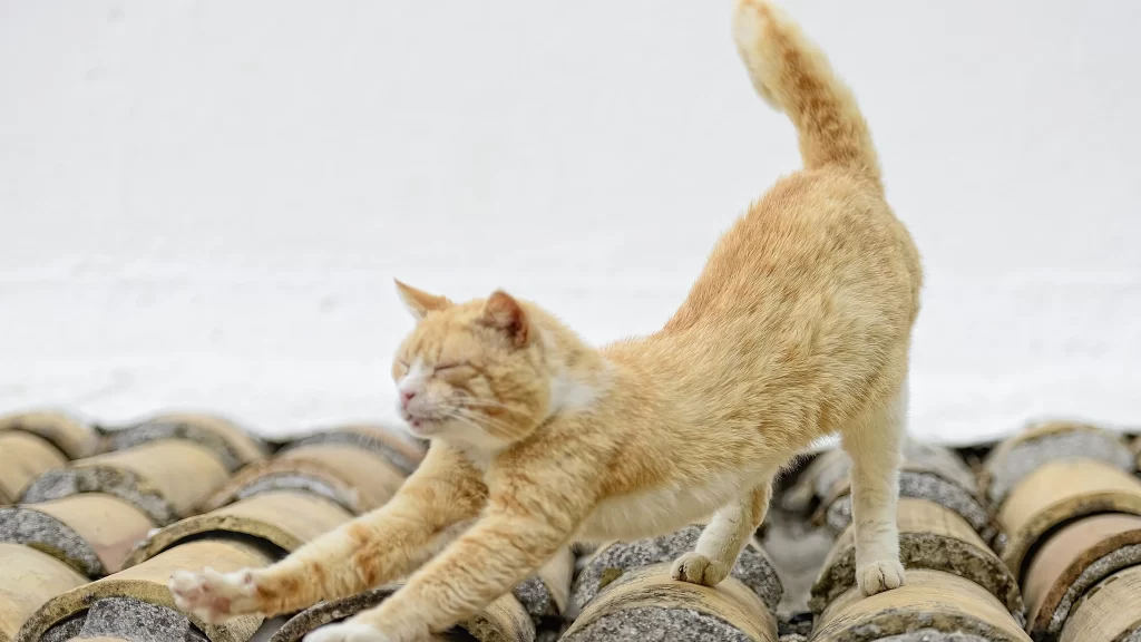 Stretching Cat Orange Fur Roof Tiles White Wall
