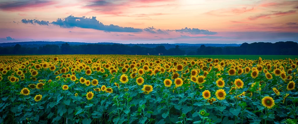 Sunflowers sunset sky clouds landscape nature