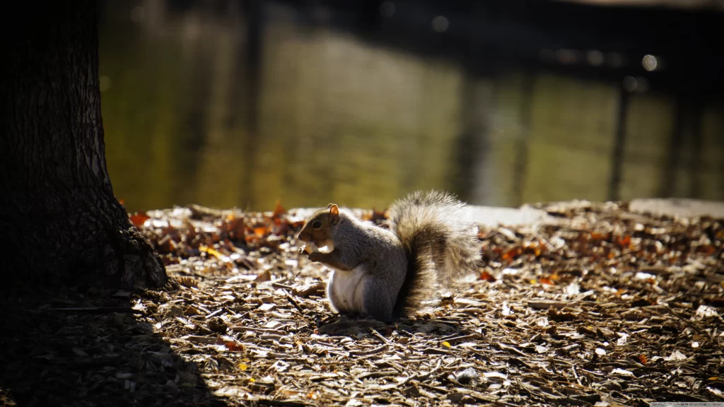Sunlight Squirrel Autumn Leaves Tree Shadows Nature