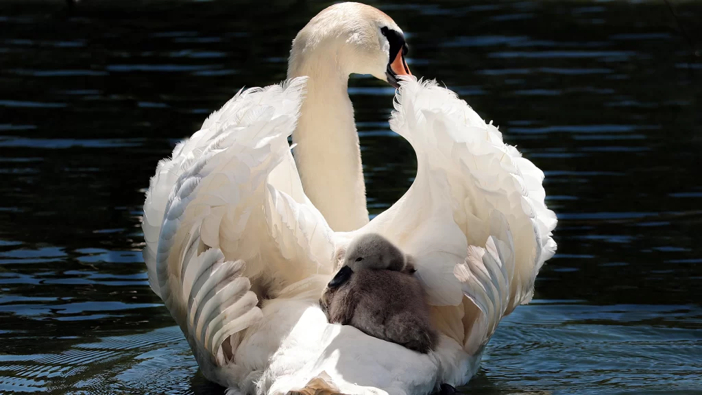 Swan Baby Swan Water Feathers Protection