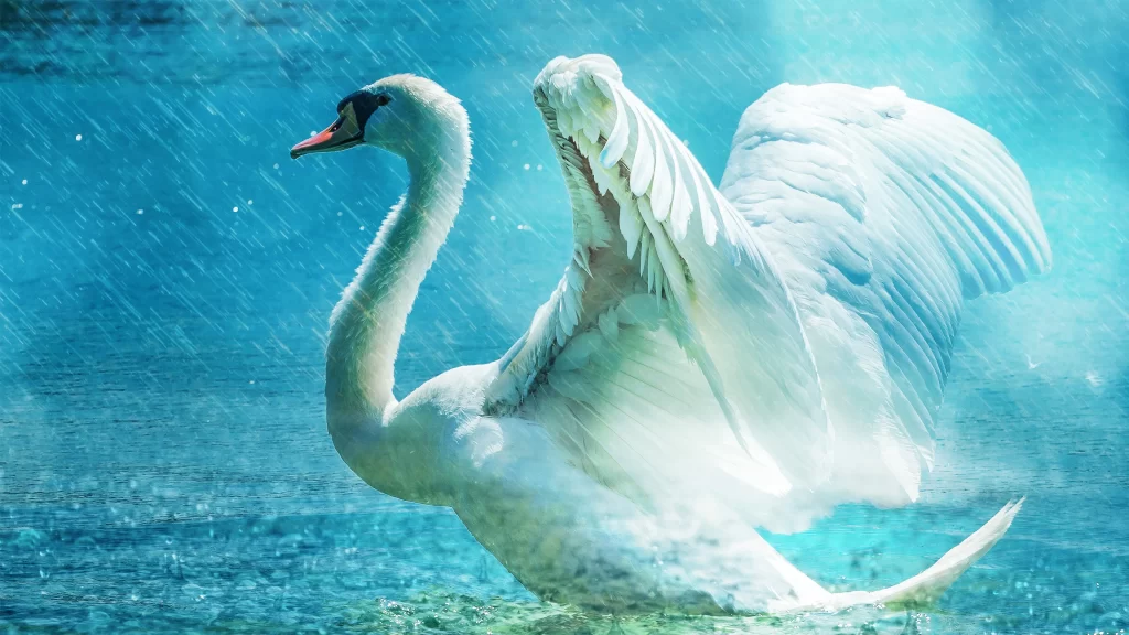 Swan White Feathers Water Raindrops Blue