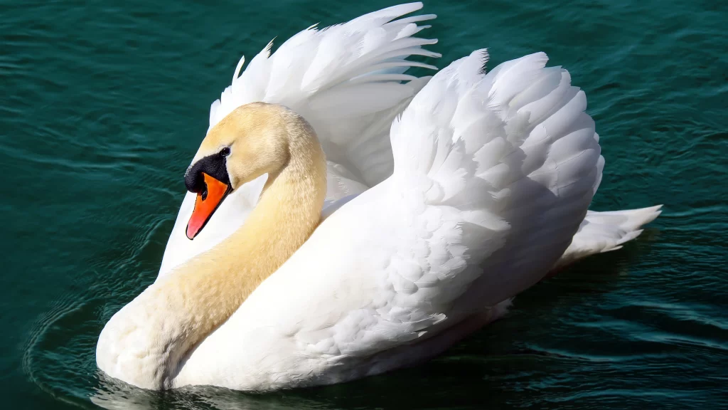Swan White Feathers Water Reflections