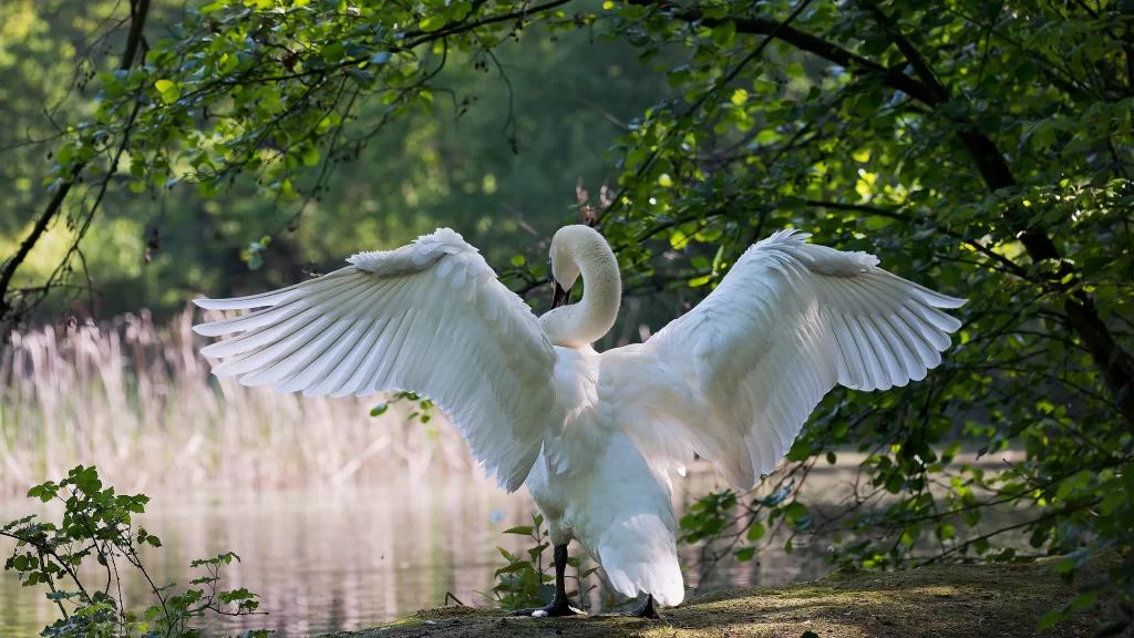 Swan White Wings Nature Lake Greenery