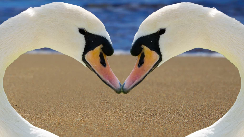 Swans Heart Shape Water Sand