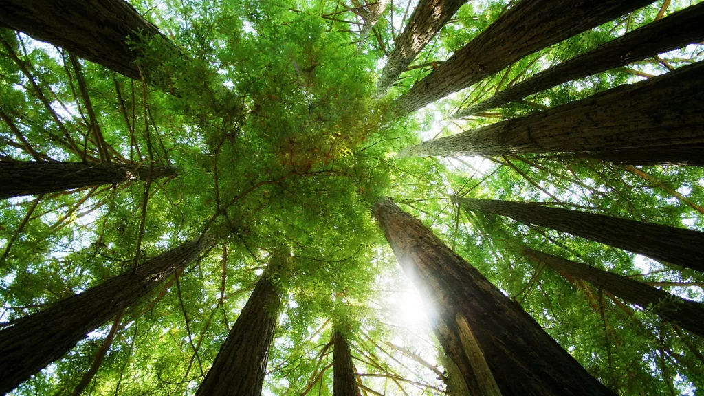 tall trees sunlight green leaves forest nature
