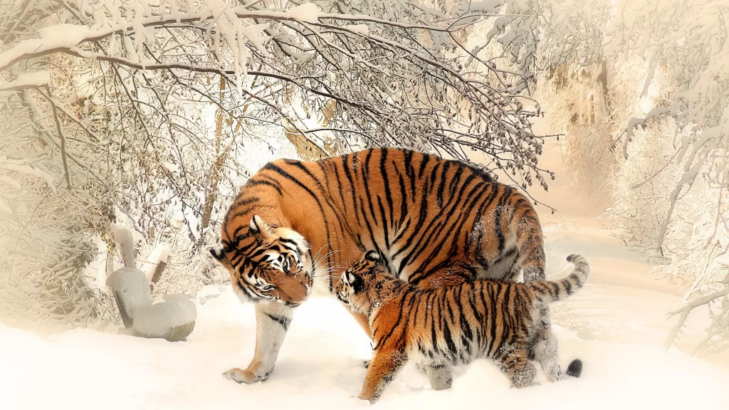 Tiger Cub Snow Forest Winter Nature