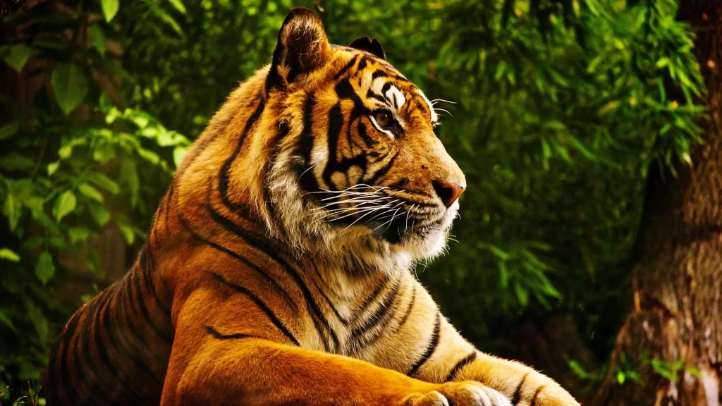 Tiger Majestic Stripes Forest Nature