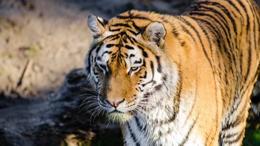Tiger Orange Stripes Fur Nature Wild