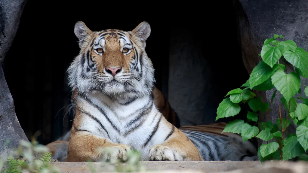 Tiger Resting Cave Greenery Nature