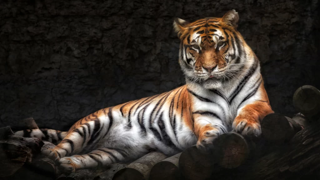 Tiger Resting Logs Dark Background Sunlight