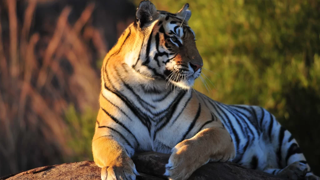 Tiger Resting Nature Sunlight Wild