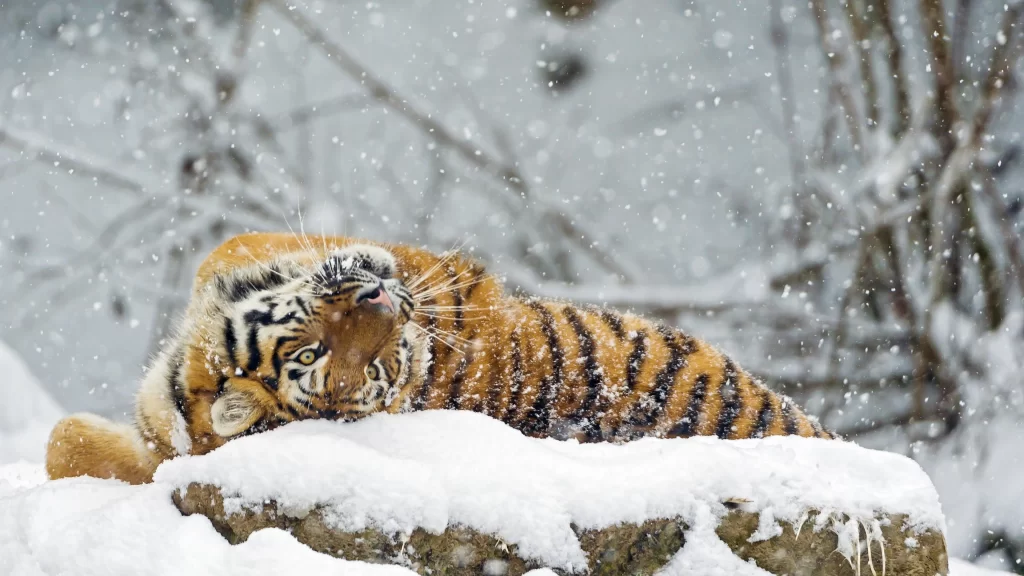Tiger Snow Winter Relaxing Nature Wildlife