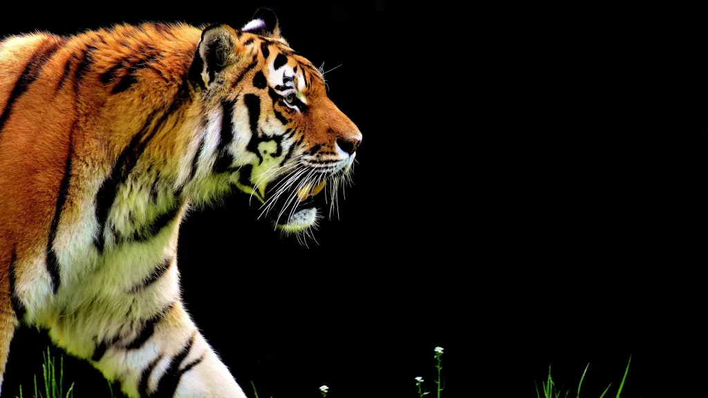 Tiger Stripes Fur Grass Nature