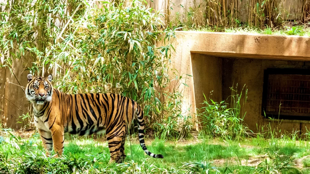 Tiger Stripes Grass Greenery Sunlight Shelter