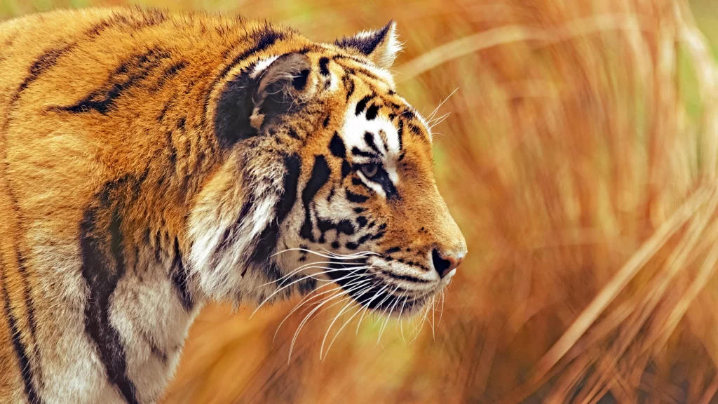 tiger stripes grass nature wildlife alert