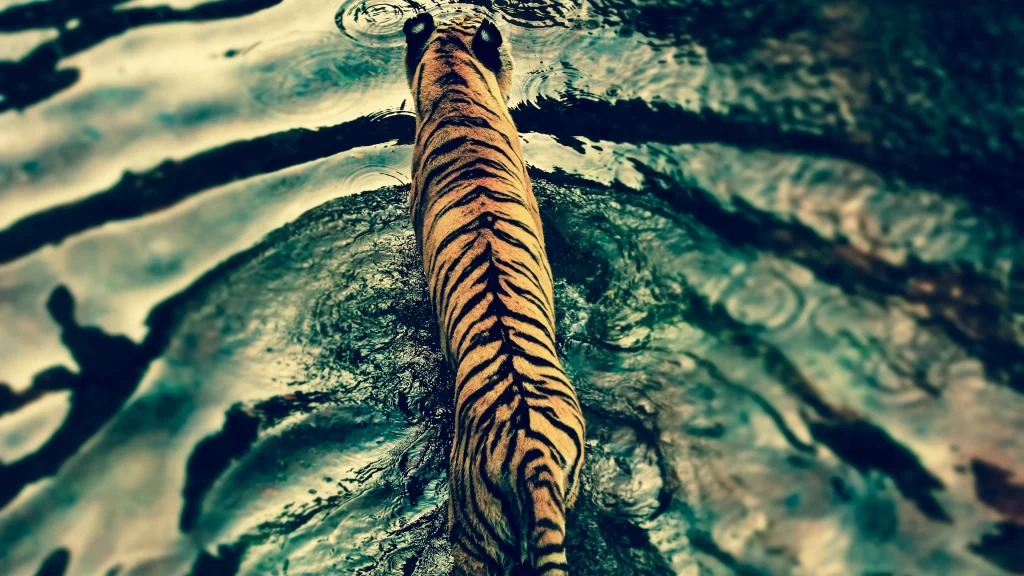Tiger Water Reflections Nature Wildlife