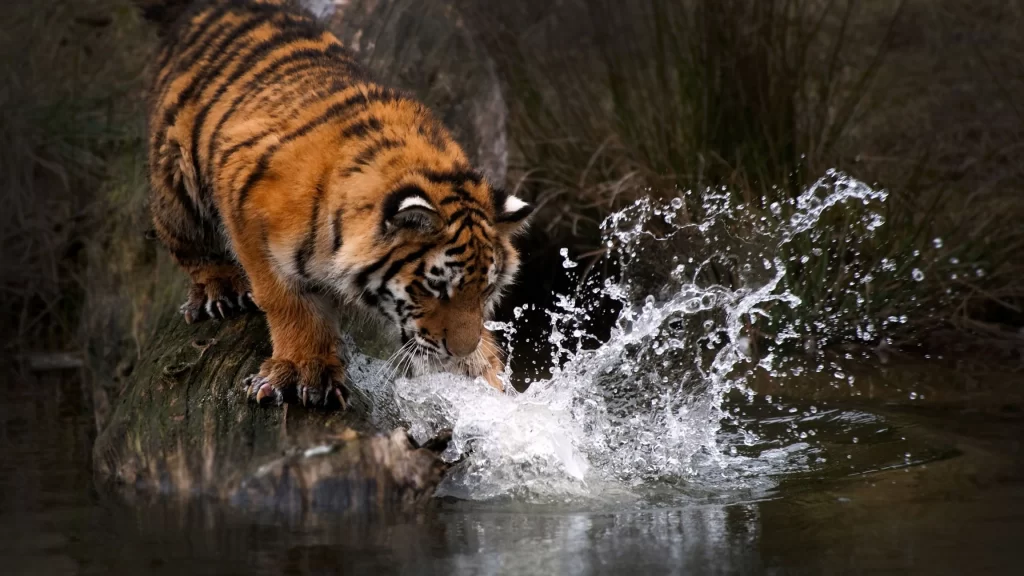 Tiger Water Splash Log Nature Wildlife