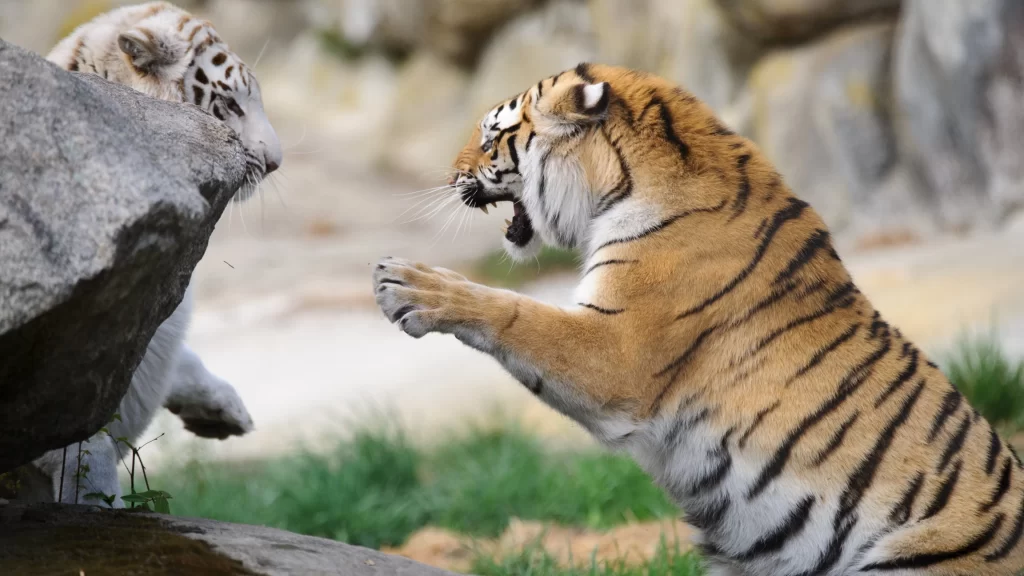 Tigers Playful Interaction Nature Rocky Terrain
